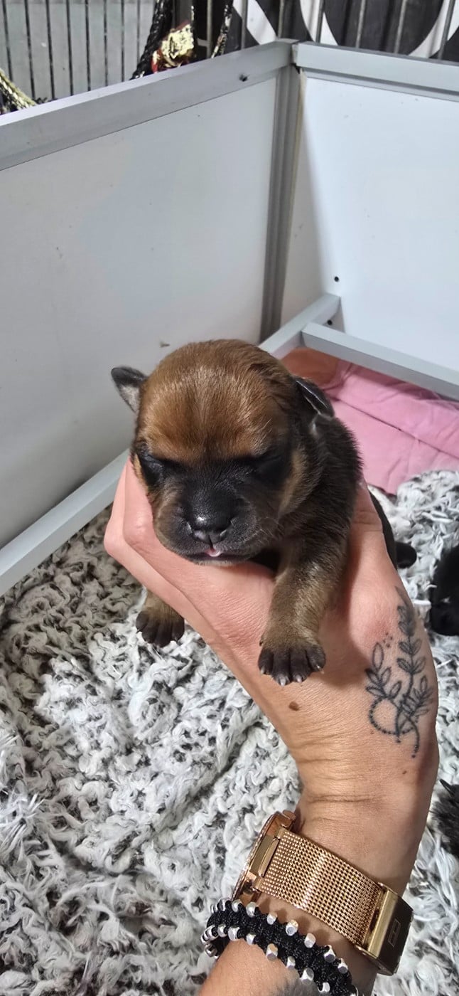 CHIOT 1