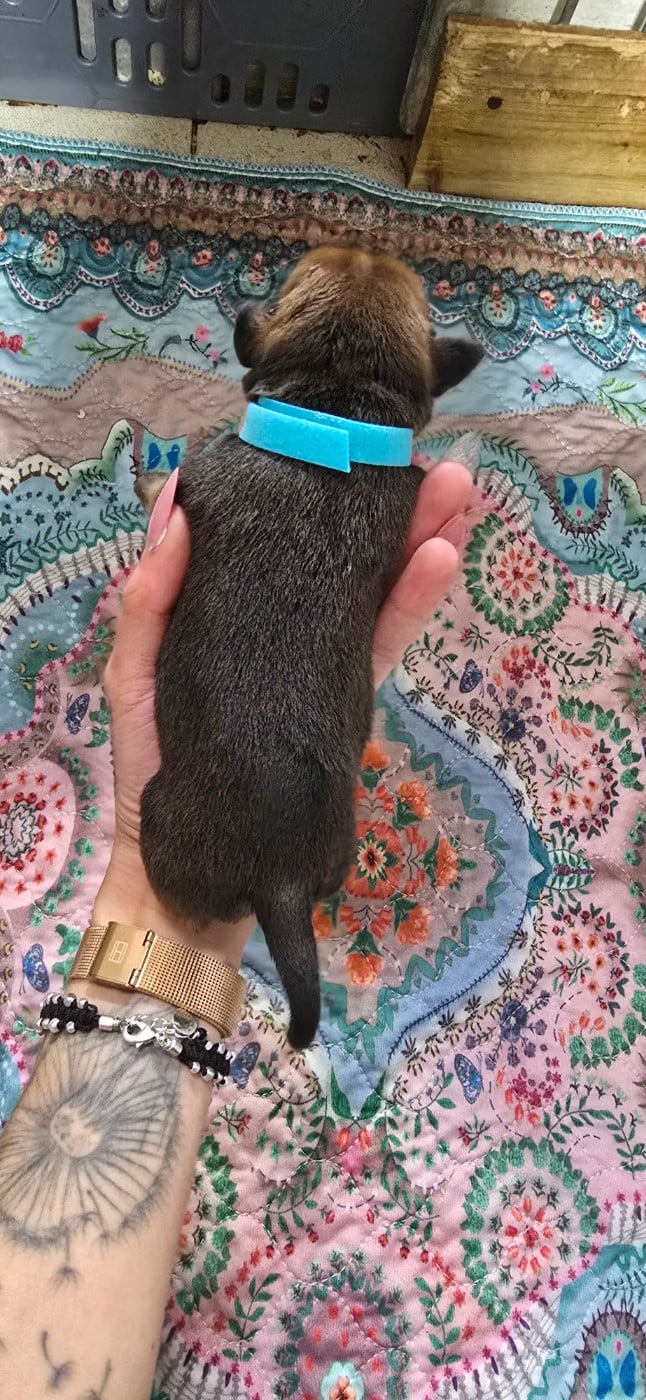 CHIOT 1