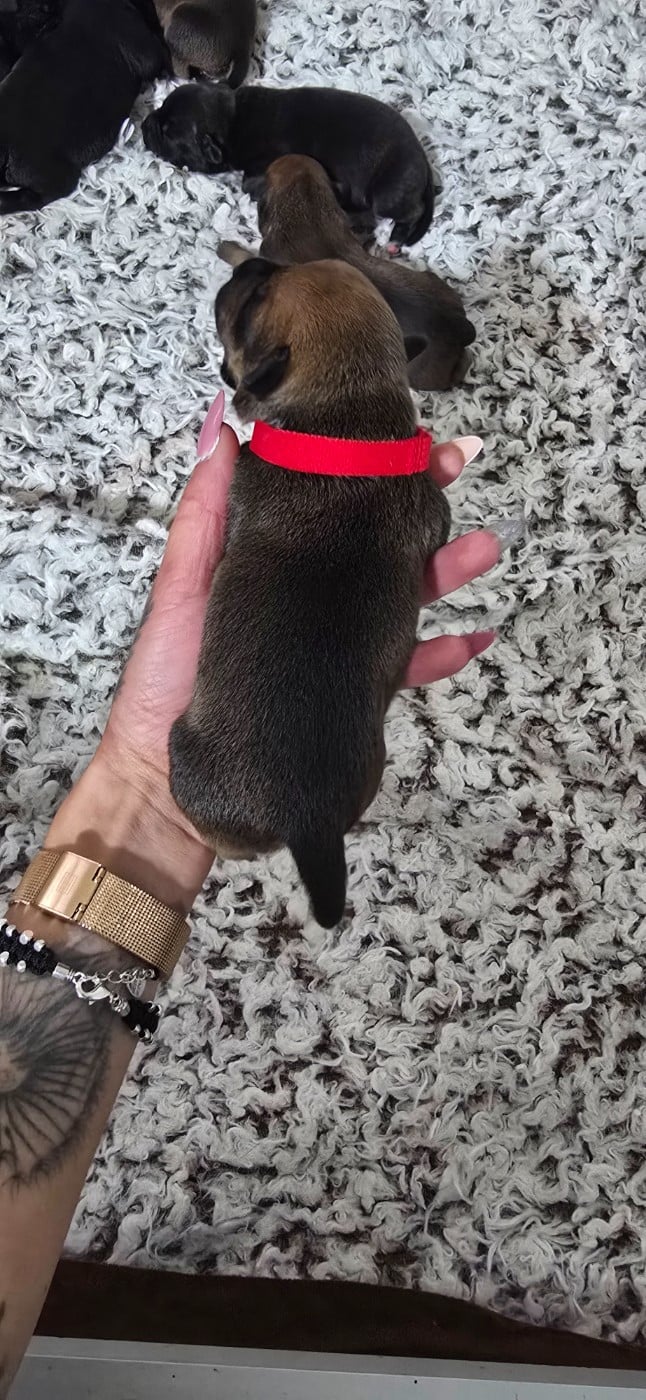 CHIOT 2