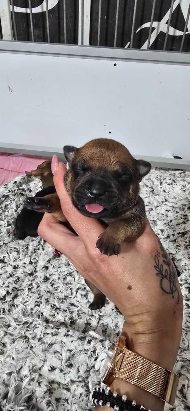CHIOT 2
