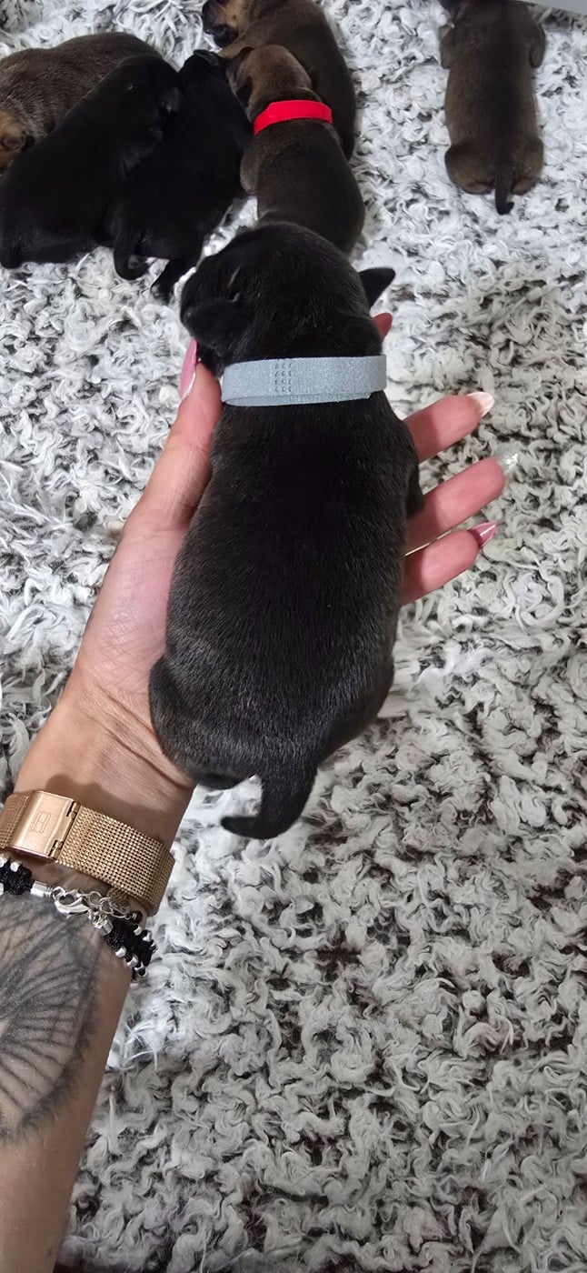 CHIOT 3