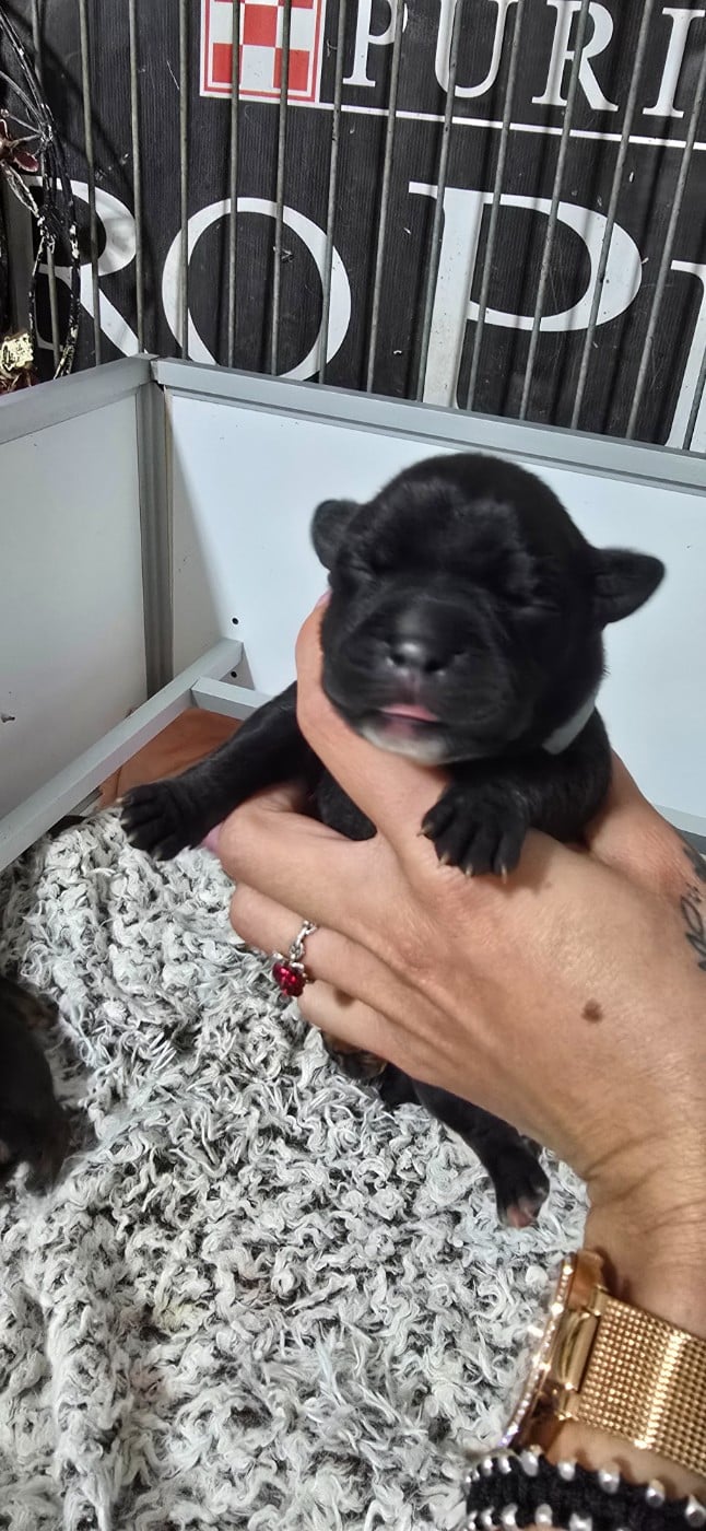 CHIOT 3