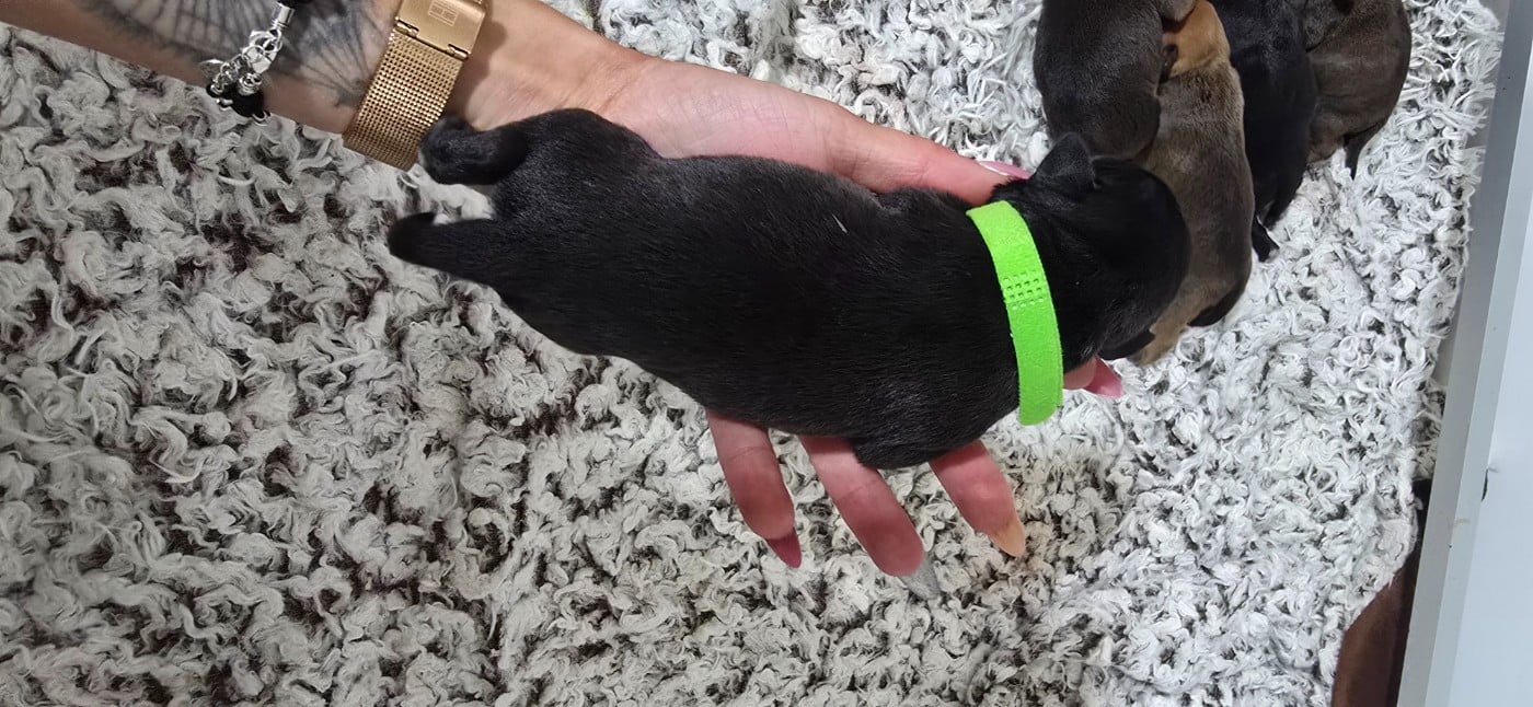 CHIOT 4