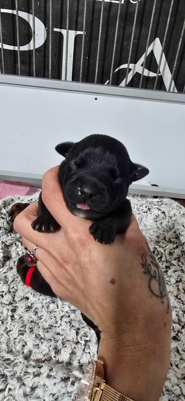 CHIOT 4