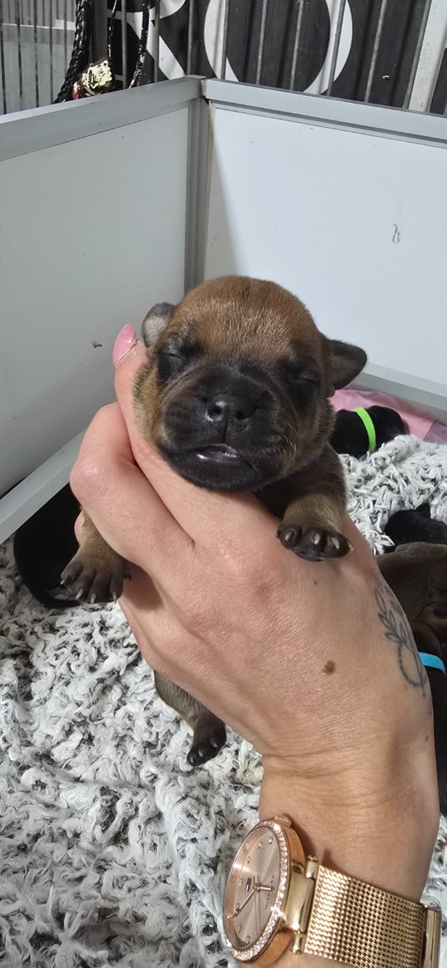CHIOT 5