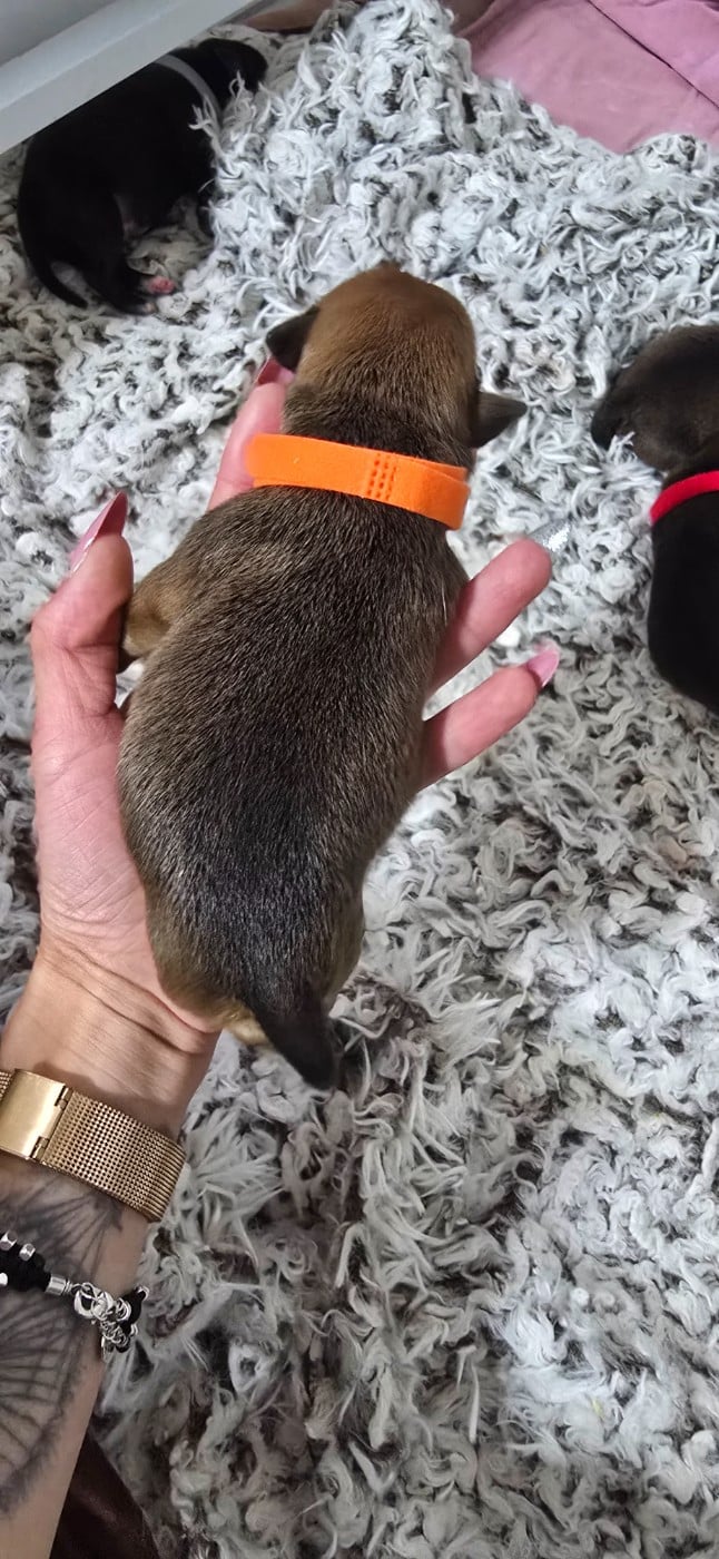 CHIOT 6