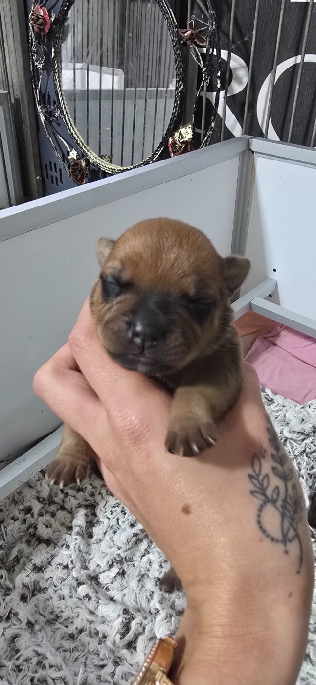 CHIOT 6