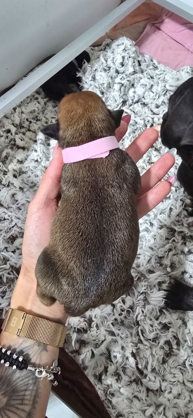 CHIOT 7
