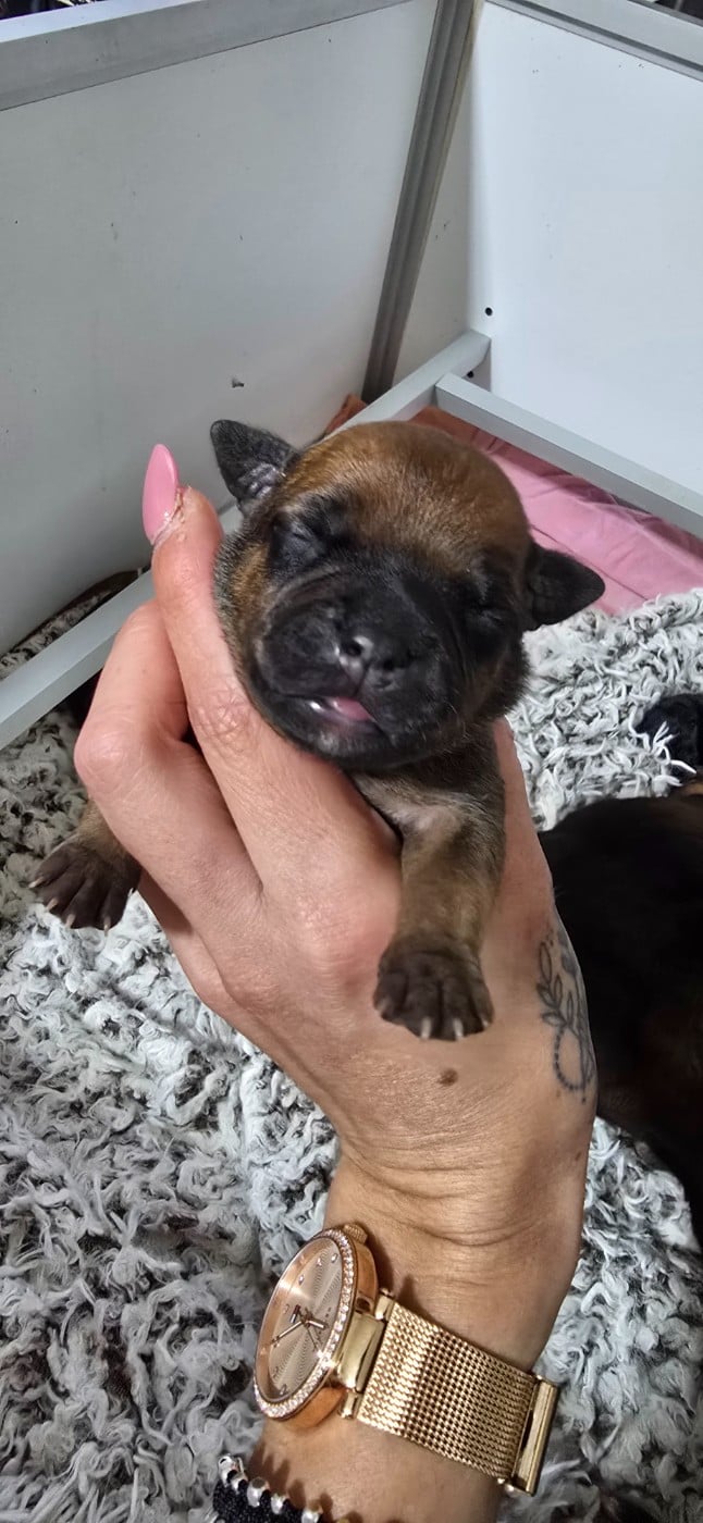 CHIOT 7
