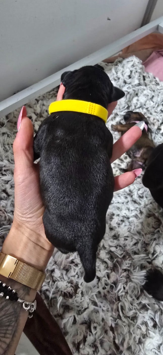 CHIOT 8