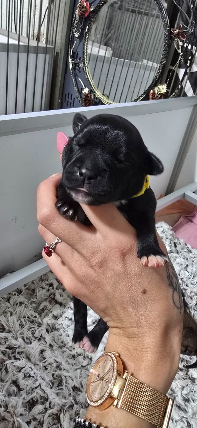 CHIOT 8
