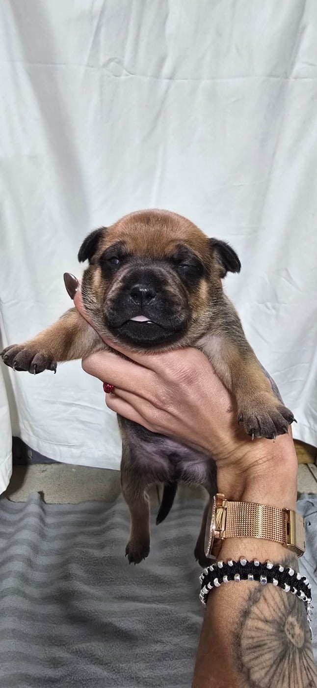 Staffordshire Bull Terrier - Du Domaine des Rois Canins