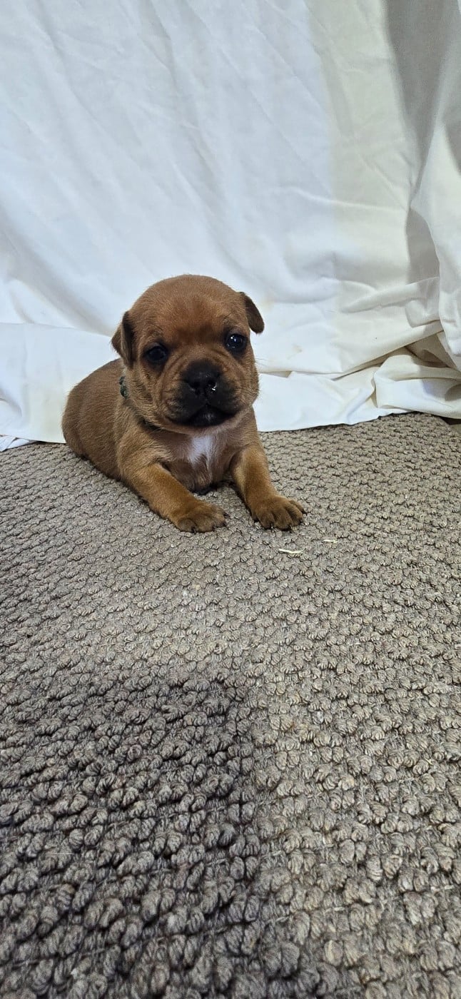 Staffordshire Bull Terrier - Du Domaine des Rois Canins