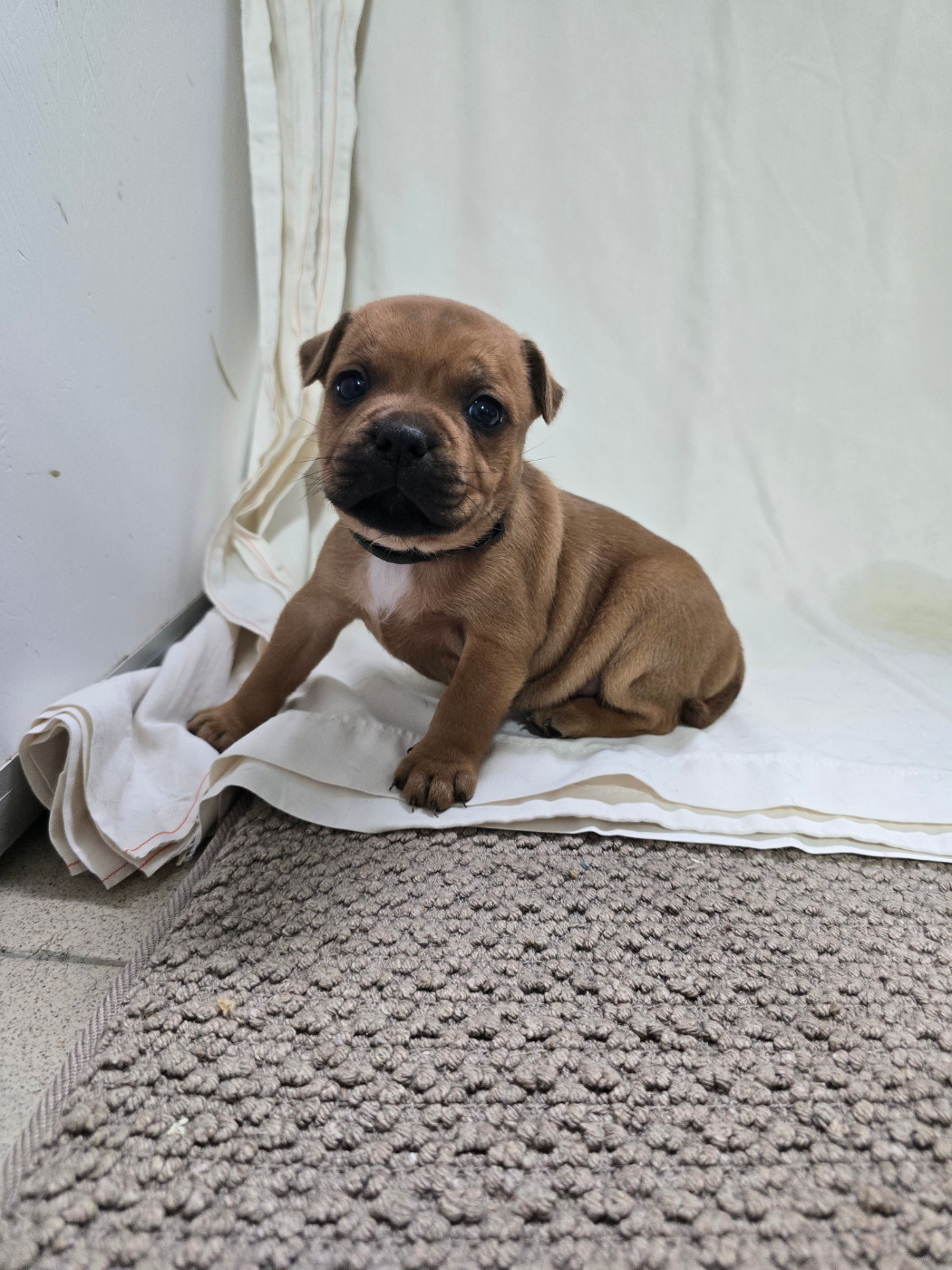 Staffordshire Bull Terrier - Du Domaine des Rois Canins