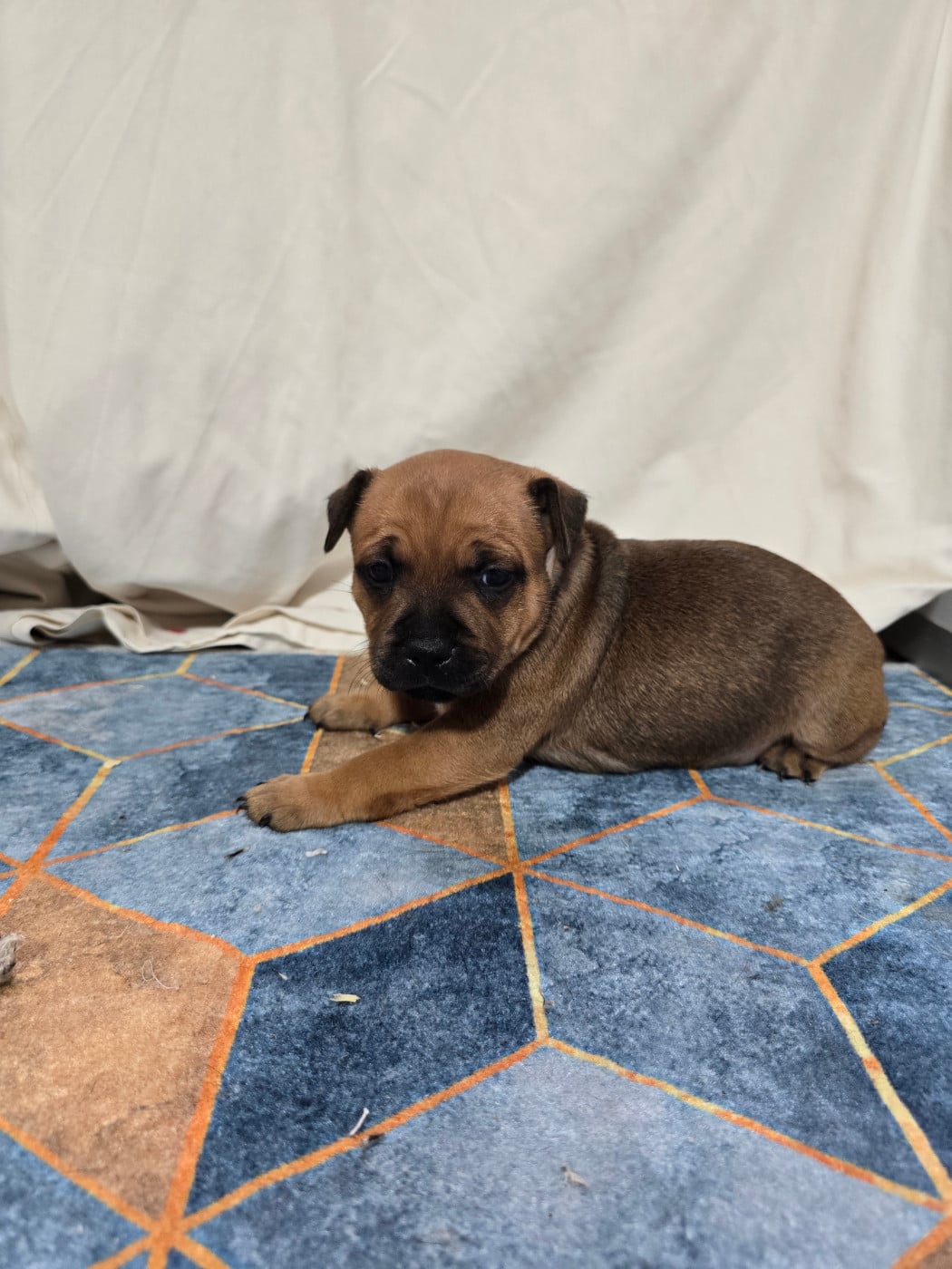 Staffordshire Bull Terrier - Du Domaine des Rois Canins
