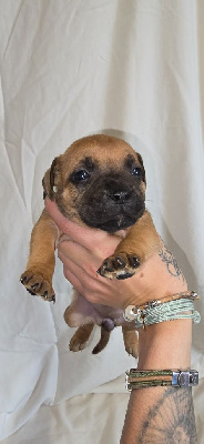 Les chiots de Staffordshire Bull Terrier