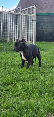 Les chiots de Staffordshire Bull Terrier