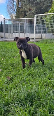 Les chiots de Staffordshire Bull Terrier