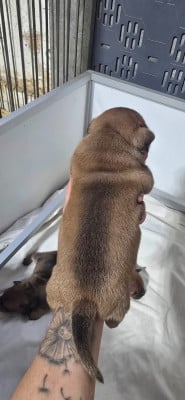 Les chiots de Staffordshire Bull Terrier