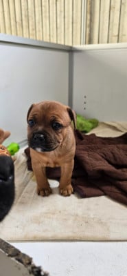 Les chiots de Staffordshire Bull Terrier