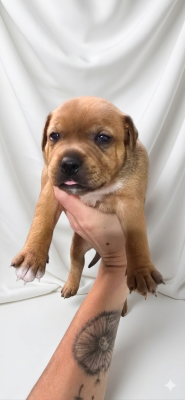 Les chiots de Staffordshire Bull Terrier