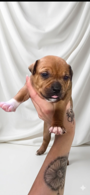 Les chiots de Staffordshire Bull Terrier