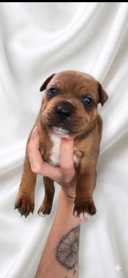 Les chiots de Staffordshire Bull Terrier
