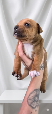 Les chiots de Staffordshire Bull Terrier