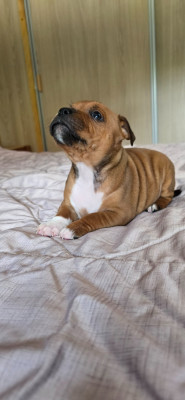 Les chiots de Staffordshire Bull Terrier