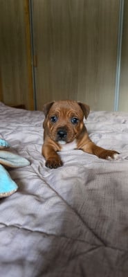 Les chiots de Staffordshire Bull Terrier