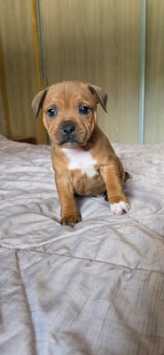 Les chiots de Staffordshire Bull Terrier