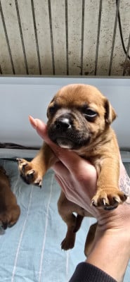 Les chiots de Staffordshire Bull Terrier