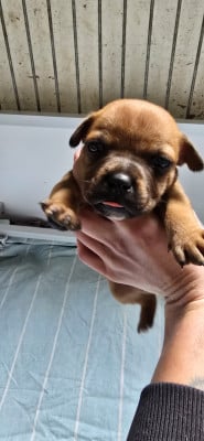 Les chiots de Staffordshire Bull Terrier