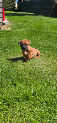 Les chiots de Staffordshire Bull Terrier