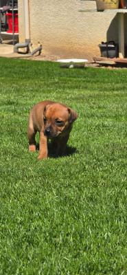 Les chiots de Staffordshire Bull Terrier