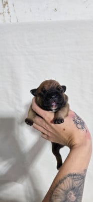 Les chiots de Staffordshire Bull Terrier