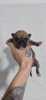 Les chiots de Staffordshire Bull Terrier