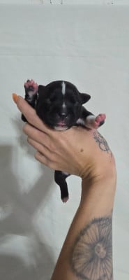 Les chiots de Staffordshire Bull Terrier