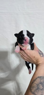 Les chiots de Staffordshire Bull Terrier