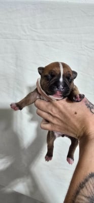 Les chiots de Staffordshire Bull Terrier