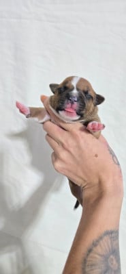 Les chiots de Staffordshire Bull Terrier