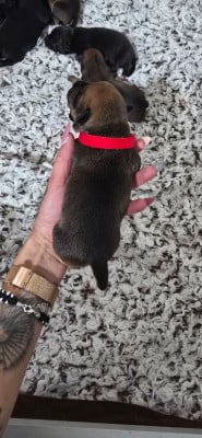 Les chiots de Staffordshire Bull Terrier