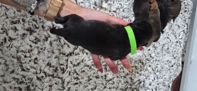 Les chiots de Staffordshire Bull Terrier
