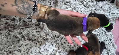 Les chiots de Staffordshire Bull Terrier