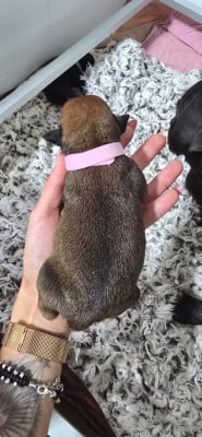 Les chiots de Staffordshire Bull Terrier