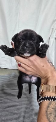 Les chiots de Staffordshire Bull Terrier