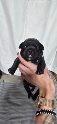 Les chiots de Staffordshire Bull Terrier