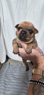 Les chiots de Staffordshire Bull Terrier