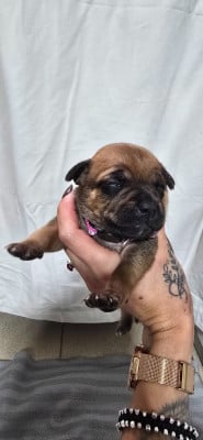 Les chiots de Staffordshire Bull Terrier