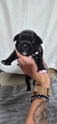 Les chiots de Staffordshire Bull Terrier